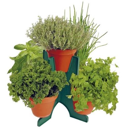 Image de Pyramide de plantes aromatiques Buzzy