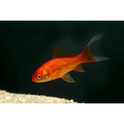Image de Poissons rouges comet