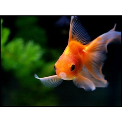 Image de Poissons rouges voile