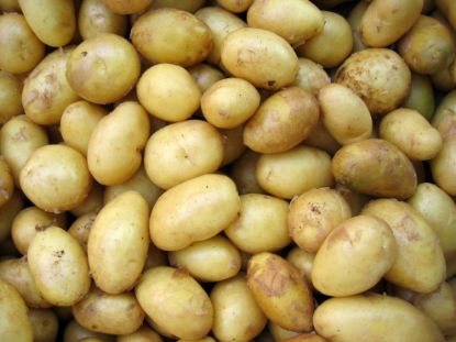 Image de Plants de pommes de terre tentation bio (sur commande)