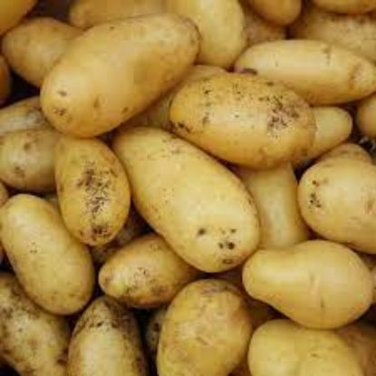 Image de Plants de pommes de terre charlotte bio (sur commande)