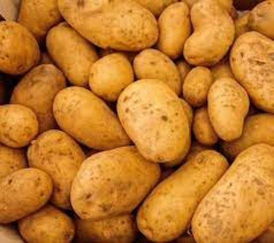 Image de Plants de pommes de terre agria bio
