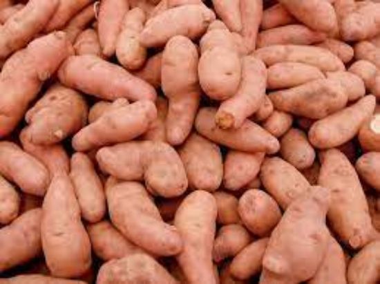 Image de Plants de pommes de terre corne de gatte bio