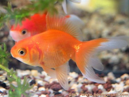 Image de la catégorie Aliments pour poissons