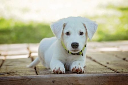 Image de la catégorie Aliments pour chiens
