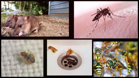 Image de la catégorie Anti-nuisibles